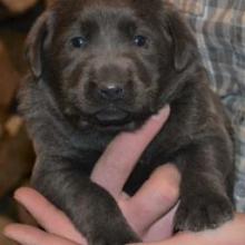 Puppies for sale labrador - United Kingdom, Darlington