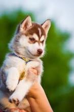 Puppies for sale haski - Germany, Dortmund