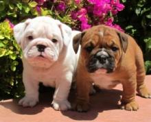 Puppies for sale english bulldog - Greece, Athens