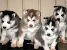 Puppies for sale haski - Germany, Dortmund