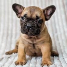 Puppies for sale french bulldog - United Kingdom, Kilmarnock