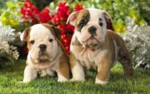 Puppies for sale english bulldog - Germany, Dusseldorf