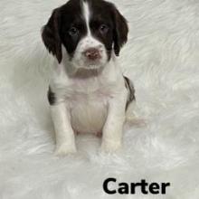 Puppies for sale english springer spaniel - United Kingdom, Nottingham