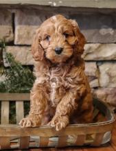 Puppies for sale , cockapoo - Ireland, LUSK