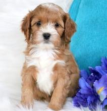 Puppies for sale , cavapoo - Denmark, Aalborg