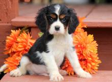 Puppies for sale king charles spaniel - Estonia, Pya