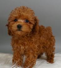 Puppies for sale toy-poodle - Russia, Barnaul