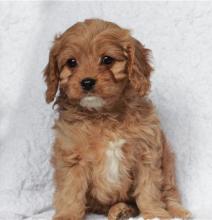 Puppies for sale , cavapoo - Spain, Madrid