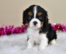 Puppies for sale , cavalier king - Latvia, Jekabpils