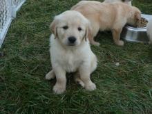 Puppies for sale golden retriever - Netherlands, Oldebroek