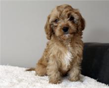 Puppies for sale , cavapoo - Germany, Frankfurt