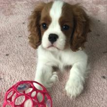 Puppies for sale king charles spaniel - Portugal, Braga