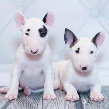 Puppies for sale bull terrier - Greece, Thessaloniki