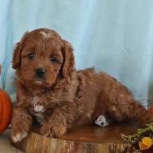 Puppies for sale , cavapoo - Greece, Athens. Price 800 €