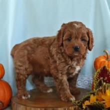 Puppies for sale , cavapoo - Turkmenistan, Ashgabat. Price 800 €