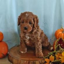 Puppies for sale , cavapoo - Bulgaria, Dobrich. Price 800 €