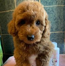 Puppies for sale , poodle - Slovakia, Bratislava. Price 750 €