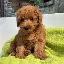 Puppies for sale poodle, poodle - Romania, Bucharest. Price 750 €