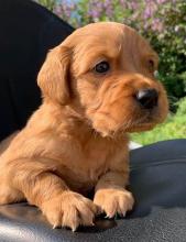 Puppies for sale cocker spaniel - Estonia, Kohtla-Jarve. Price 500 €