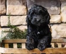 Puppies for sale , cockapoo - Spain, Alicante