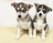 Puppies for sale , pomsky - Canada, Quebec, Montreal