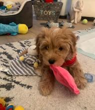 Puppies for sale , cavapoo - Czech Republic, Prague