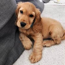 Puppies for sale english cocker spaniel - Sweden, Kalmar. Price 500 $