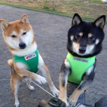 Puppies for sale , shiba inu - France, Montpellier