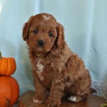 Puppies for sale , cavapoo - Austria, Graz. Price 800 €