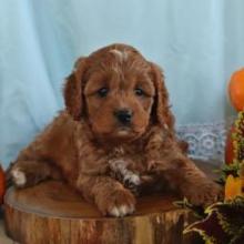 Puppies for sale , cavapoo - Netherlands, Dordrecht. Price 800 €