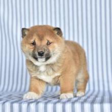 Puppies for sale other breed - United Kingdom, Derby