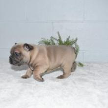 Puppies for sale french bulldog - United Kingdom, Portsmouth