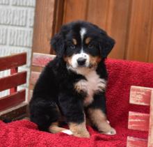 Puppies for sale bernese mountain dog - Sweden, Stockholm