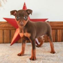 Puppies for sale miniature pinscher - United Kingdom, Bradford