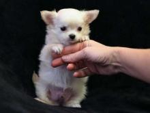 Puppies for sale chihuahua - Sweden, Stockholm. Price 10 €