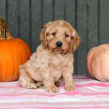 Puppies for sale cocker spaniel - United Kingdom, Lancaster