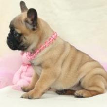 Puppies for sale french bulldog - Sweden, Lidkoping