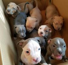 Puppies for sale american pit-bull terrier - Austria, Vienna. Price 10 €