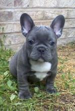 Puppies for sale french bulldog - Germany, Cologne