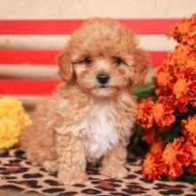 Puppies for sale toy-poodle - Finland, Lapperanta