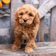 Puppies for sale cocker spaniel - Sweden, Goteborg