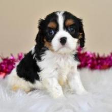 Puppies for sale king charles spaniel - United Kingdom, Leeds