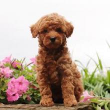 Puppies for sale miniature poodle - Greece, Larissa