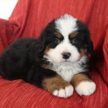 Puppies for sale bernese mountain dog - Bulgaria, Varna