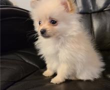 Puppies for sale , pomeranian - Spain, Alicante