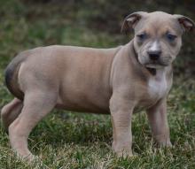 Puppies for sale american pit-bull terrier - Sweden, Stockholm. Price 10 €