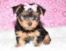 Puppies for sale yorkshire terrier - United Kingdom, Blackpool