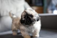 Puppies for sale pekinese - Poland, Warsaw. Price 10 €