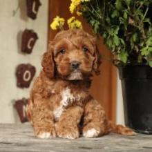 Puppies for sale cocker spaniel - Greece, Athens