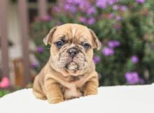 Puppies for sale english bulldog - United Kingdom, New York